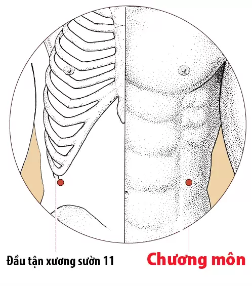 Vị trí và tác dụng huyệt chương môn