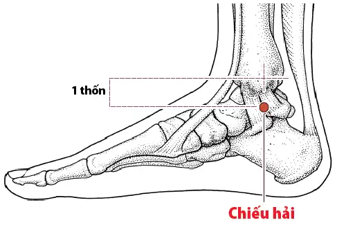 Vị trí và tác dụng huyệt chiếu hải