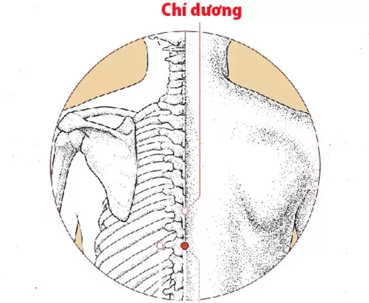 Vị trí và tác dụng huyệt chí dương