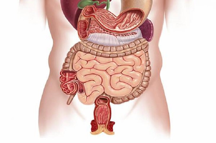 Tìm hiểu về lục phủ ngũ tạng trong đông y