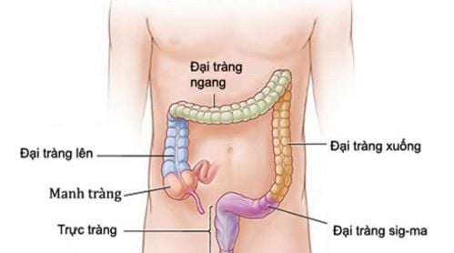 lục phủ ngũ tạng là gì