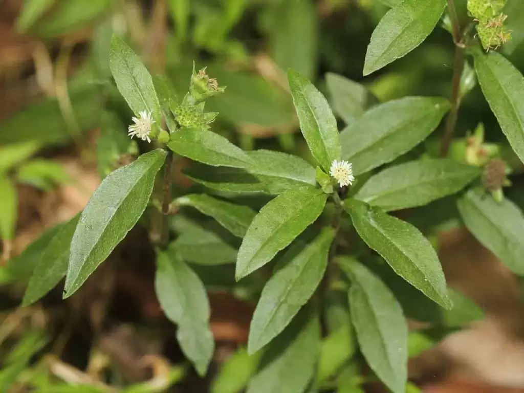 cây nhọ nồi