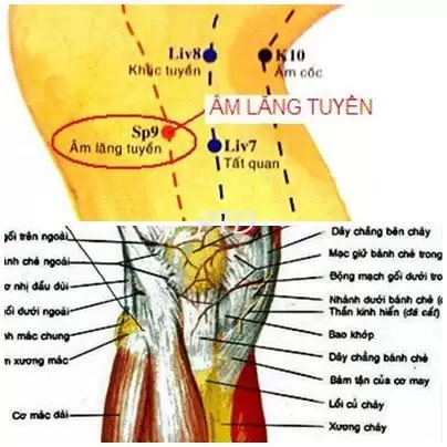 huyệt âm lăng tuyền