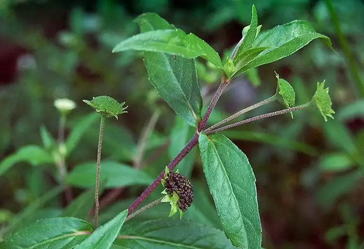 cây nhọ nồi cầm máu