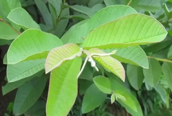 chữa bệnh đại tràng