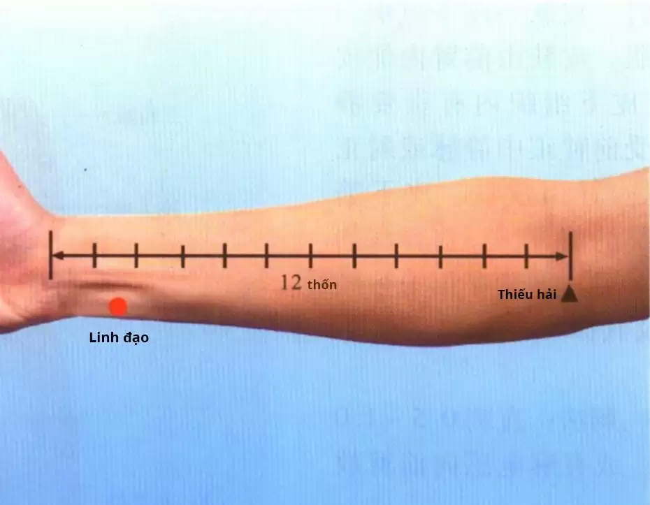 Vị trí và tác dụng huyệt linh đạo