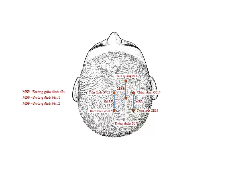 Vị trí và tác dụng huyệt chính dinh