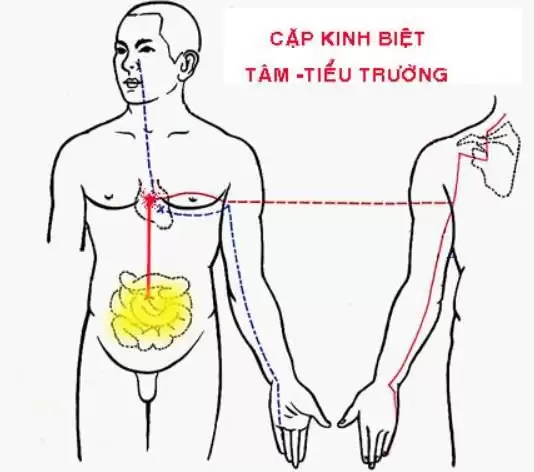 Tâm và tiểu trường