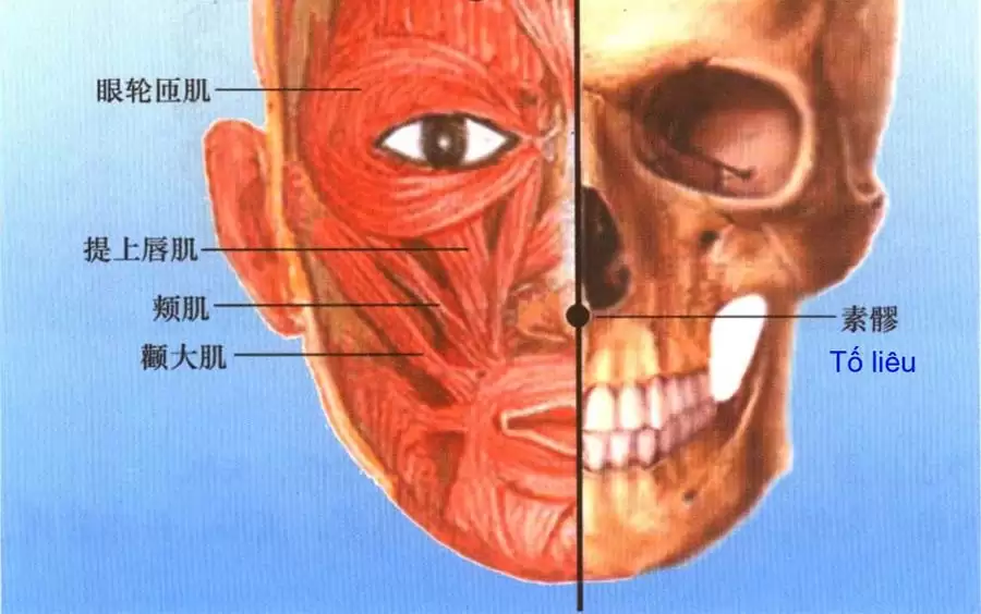 Vị trí và tác dụng huyệt Tố Liêu