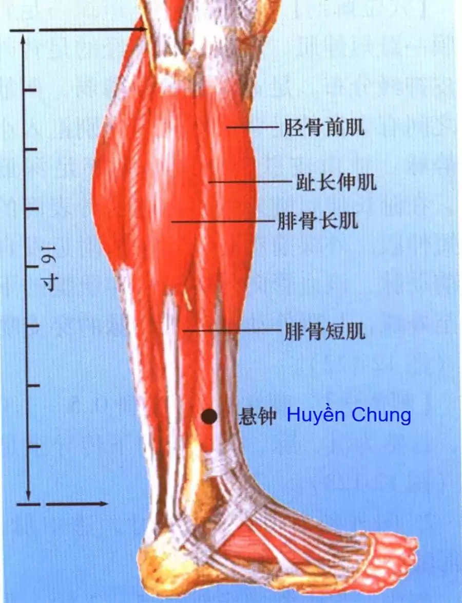 huyệt huyền chung