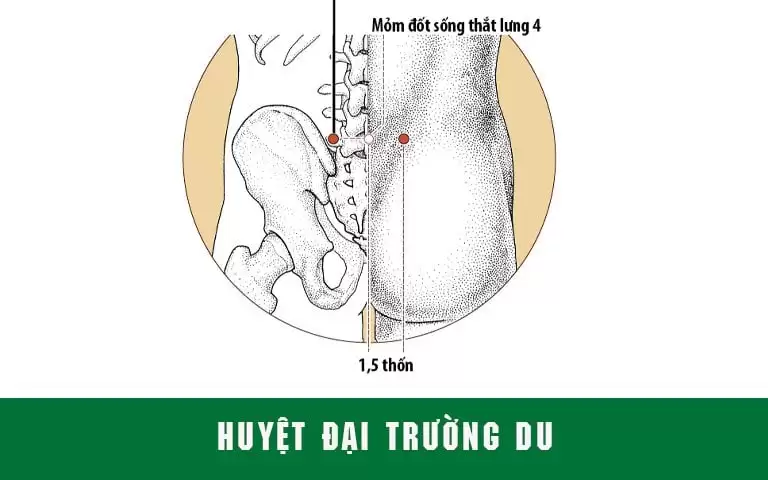 huyệt đại trường du