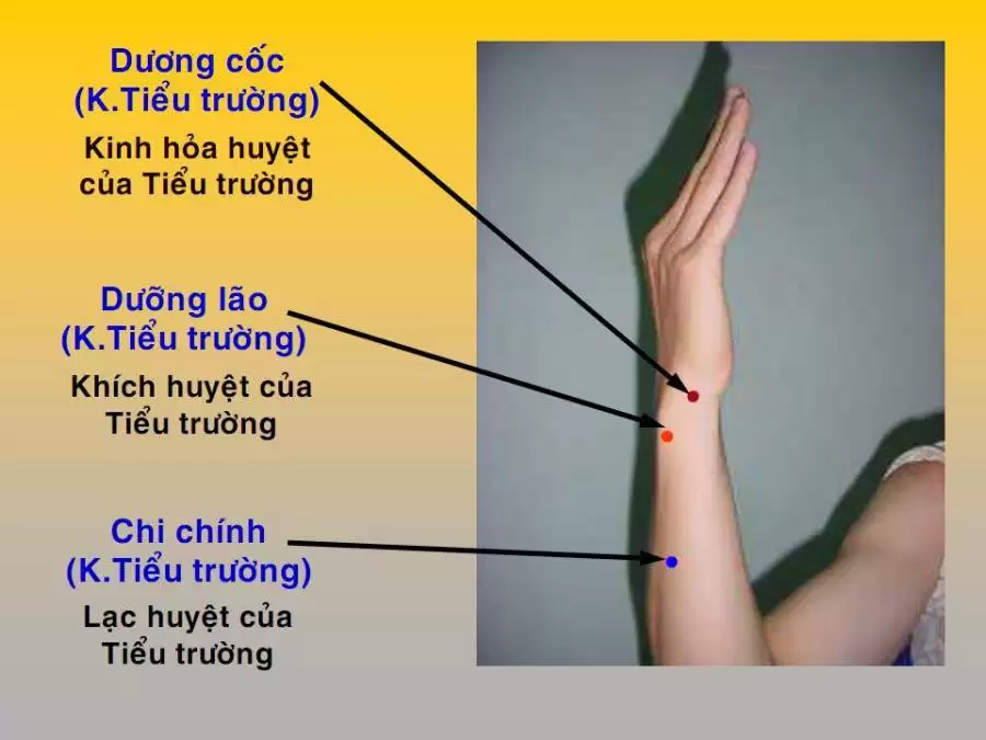 Vị trí và tác dụng huyệt dương cốc