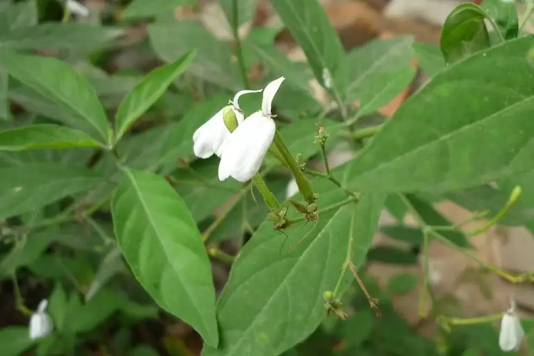 rễ cây bạch hạc