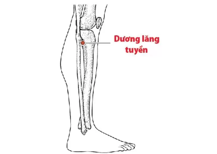 Tác dụng và cách xác định huyệt dương lăng tuyền