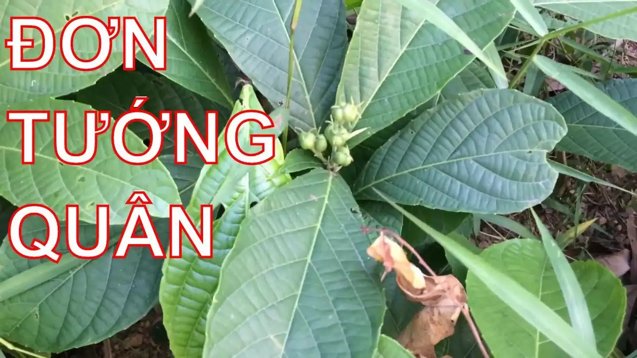 Cây đơn tướng quân chữa bệnh gì?