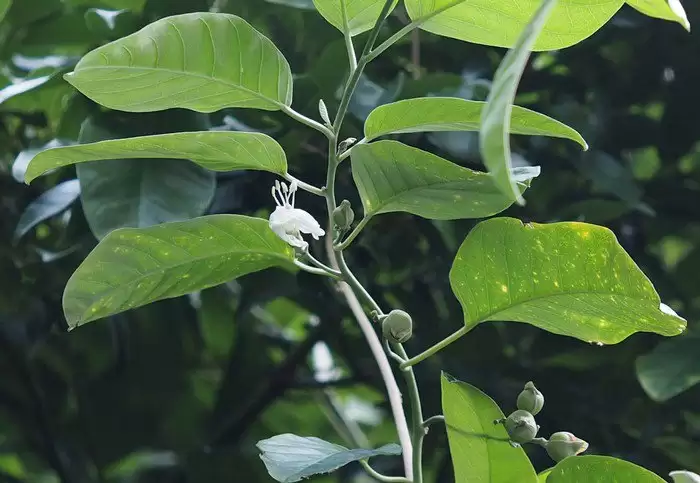 Cây bạc thau