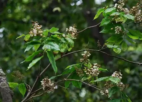 cây hột mát