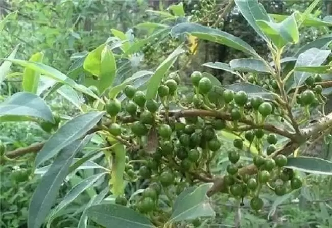 cây mang tiêu