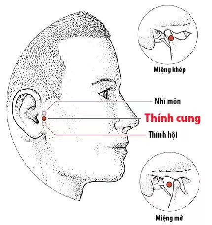 Tác dụng của huyệt thính cung