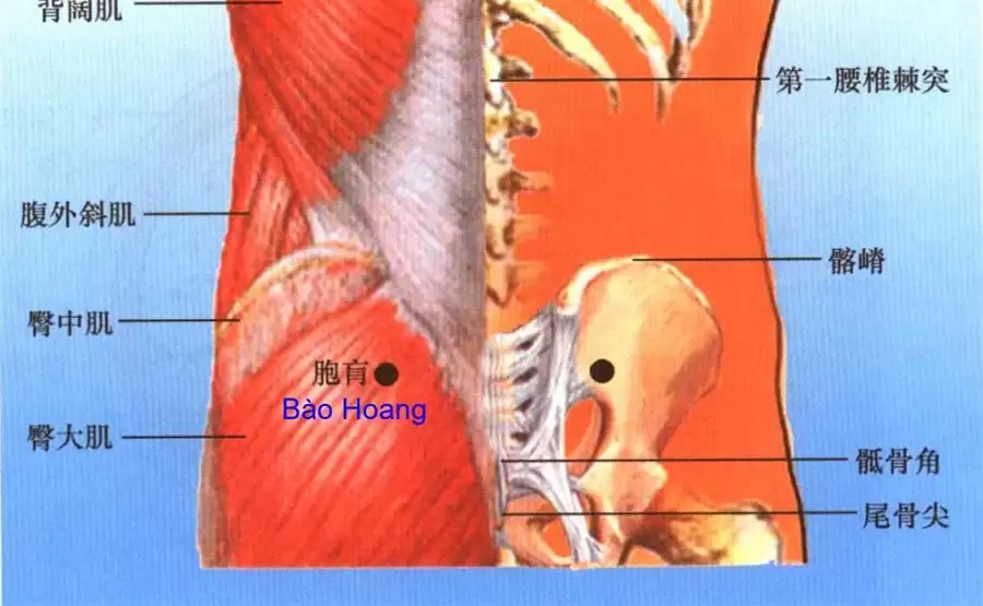 Vị trí và tác dụng của huyệt Bào Hoang